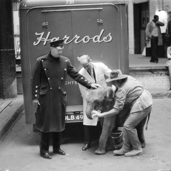Harrods-Pet-Kingdom-gertie-elephant