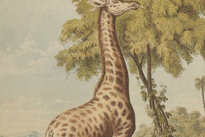 1827 : une girafe arrive pour la première fois à Paris